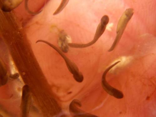 Embryos hatching
