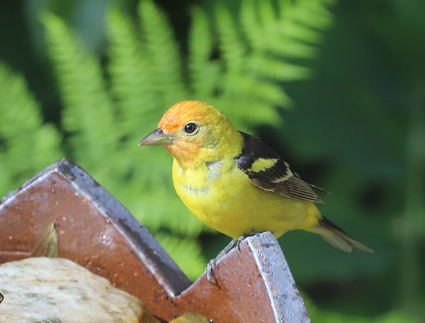 A small bird with yellow body, black wings, and an orange head, perched in front of a fern.