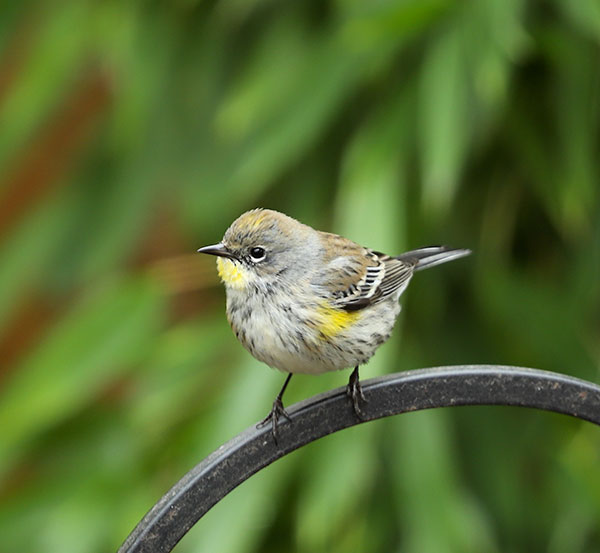 A small grayish bird with yellow under its wings, on its chin, and atop its head, perched on a curved iron railing.