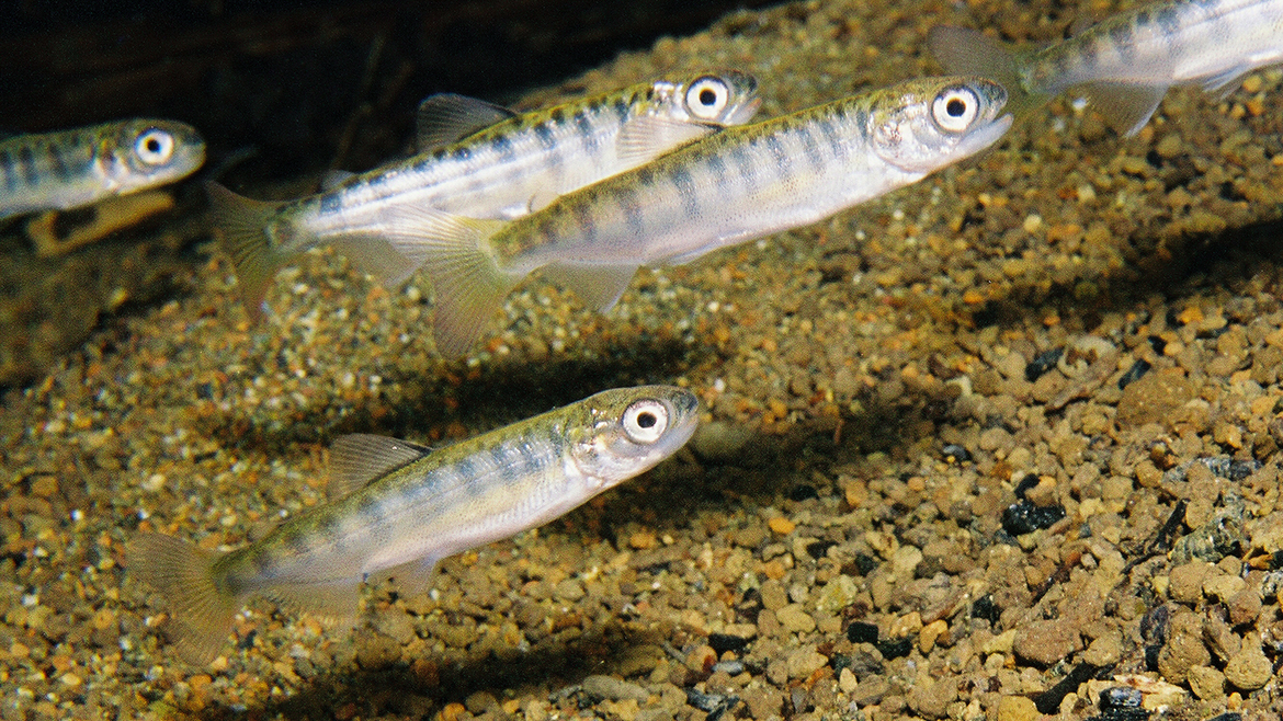 Chinook salmon fry by Roger Tabor, US Fish and Wildlife Service