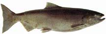 Side view of a greenish-brown salmon with spots.