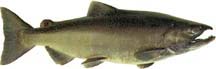 Side view of a greenish-brown salmon with a slightly hooked upper jaw.