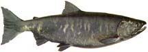 Side view of a gray salmon with silvery vertical markings.