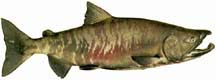 Side view of an olive-green salmon with reddish vertical markings and a curving lower jaw.