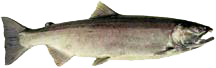 Side view of a salmon with a dark green back and faint red coloring on its side.