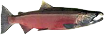 Side view of a salmon with a dark green back and vivid red coloring on it side and belly.