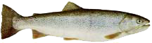 Side view of a silver-green trout with a blunt head and small black spots on its sides.
