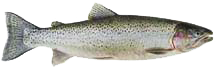 Side view of a silver-green trout with red markings around its gills and small black spots on its sides.