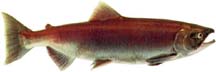 Side view of a salmon with reddish back, sides, and dorsal fin, and a gray-green belly.