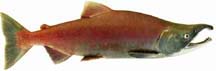 Side view of a salmon with a dorsal hump, curving upper jaw, reddish-orange body and dorsal fin, and a gray-green head and tail fin.