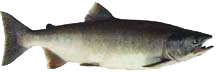 Side view of a gray-green salmon with a dark back and pale belly.