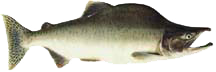 Side view of a gray-green salmon with a large humpback and spotted tail fin.