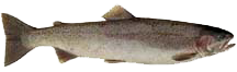 Side view of a trout with a blunt head, dark spots on its back, and a faint red streak along its side.