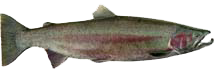 Side view of an olive-green trout with a blunt head, red around its gills, and a dark red streak along its side.