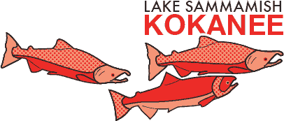 Stylized illustration of three swimming kokanee with the words "Lake Sammamish Kokanee."