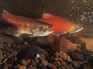 Underwater view of two kokanee swimming side by side.