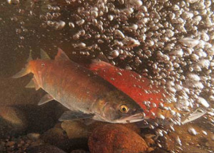 Underwater view of a pair of kokanee in bubbly water.