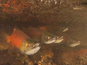 Underwater view of five kokanee in murky water, angled towards the viewer. Nearest to the viewer is a bright red male.