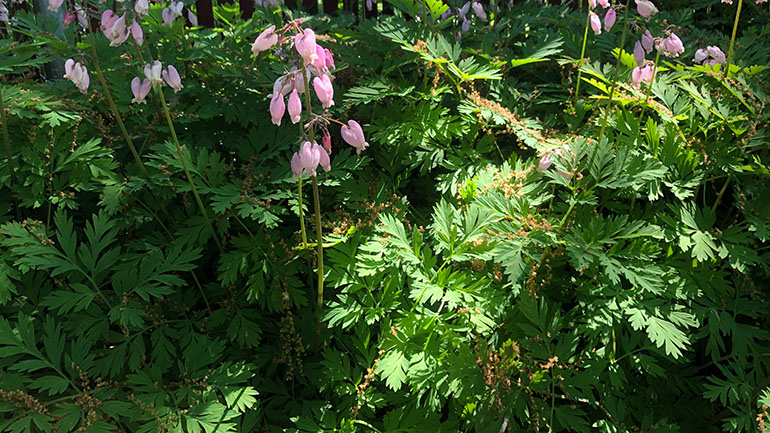 Pacific bleeding heart growing in a yard