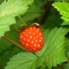 Red orange salmonberry fruit in front of green salmonberry leaves.