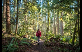 A hiker walks through a wooded trail