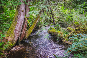 A creek runs through a lush forest