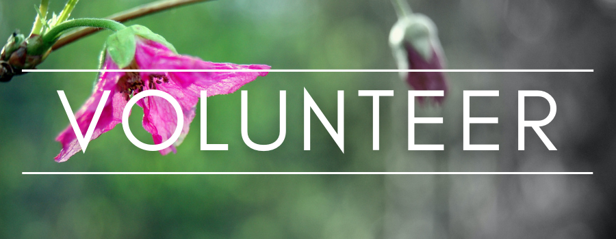 The word "volunteer" superimposed over a pink flower