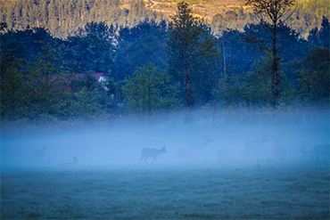 A herd of elk in a blanket of fog