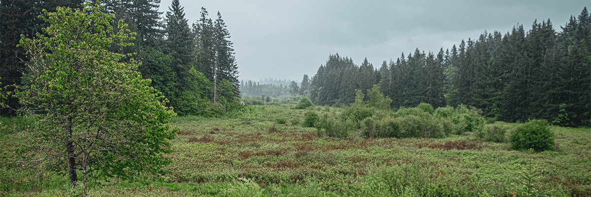 A lush green field with a light blanket of fog bordered by tall dark green evergreens