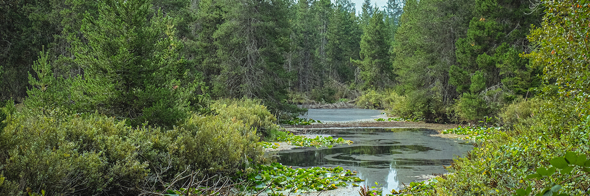 a pond surrounded by lily pads and evergreen trees