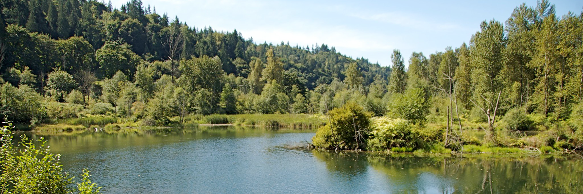 Cavanaugh Pond surrounded by green trees and shrubs
