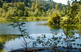 A photo of a pond surrounded by trees