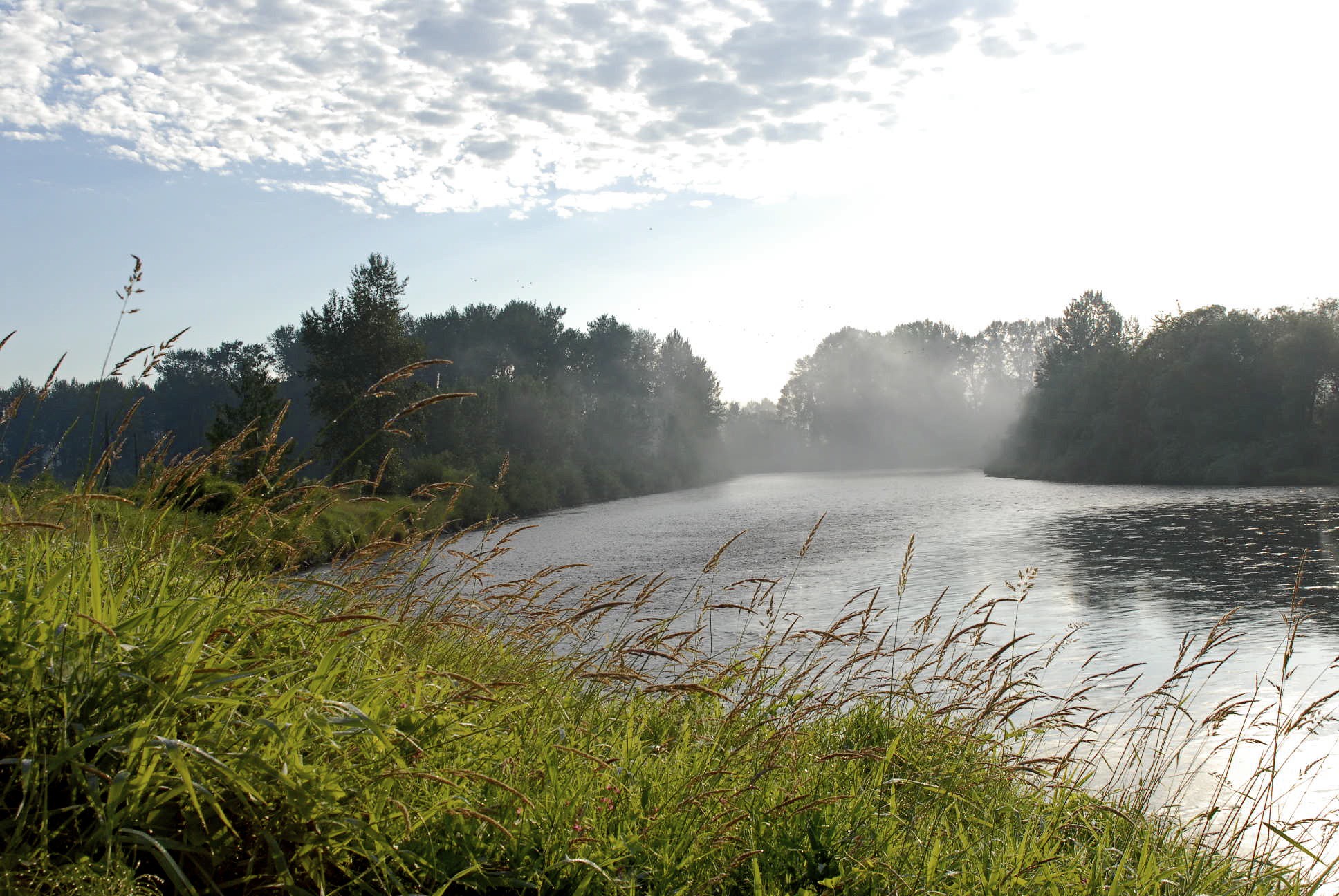 A photo of tall grass lining a river bend with trees and big sky in the background