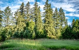 AA photo of a meadow with evergreen trees in the background. A bright blue sky with wispy clouds above