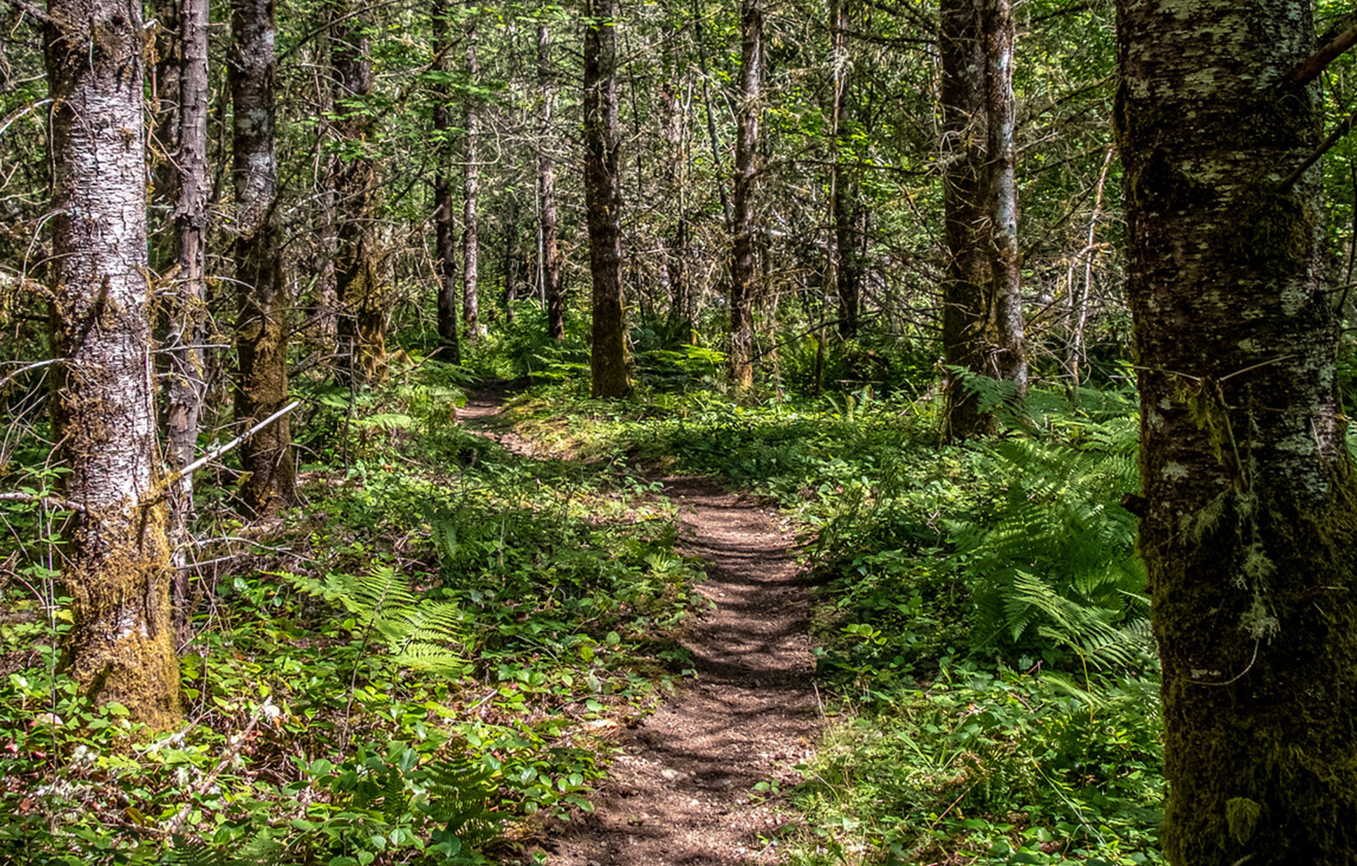 A photo of a dirt trail going through a forest with the sun shining through the trees