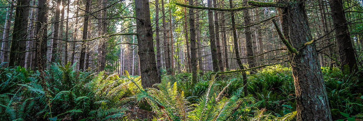 A trail covered with ferns and evergreen trees. The sun is shining through.