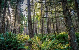 A photo of a forest with large ferns on the ground. Sun shines through the tree branches.