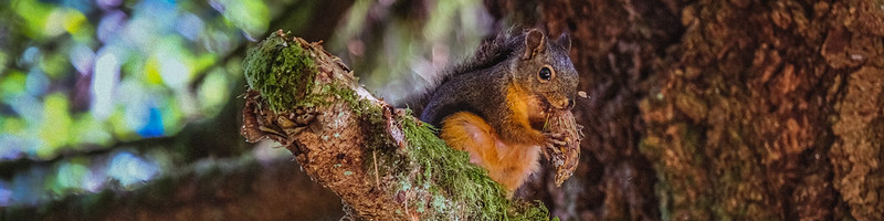 A native Douglas Squirrel sits on a branch nibbling a pinecone