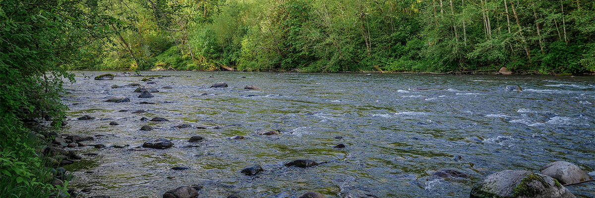 A photo of a river with a rocky shore lined by bright green trees