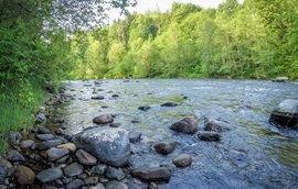 A photo of a river with a rocky shore lined by bright green trees.