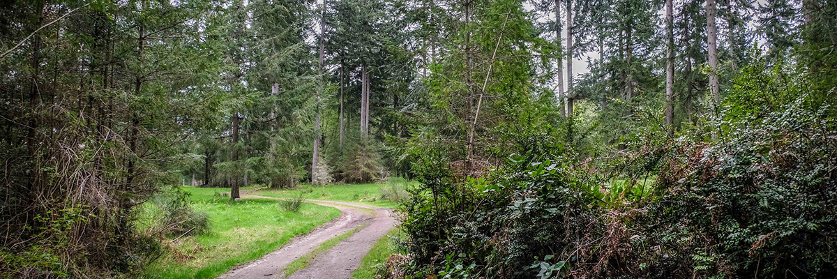 A trail goes through a field with scattered trees