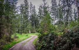 a gravel trail goes through a filed lined with evergreen trees.