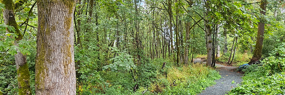 A forest of evergreen and deciduous trees with a gravel walking path
