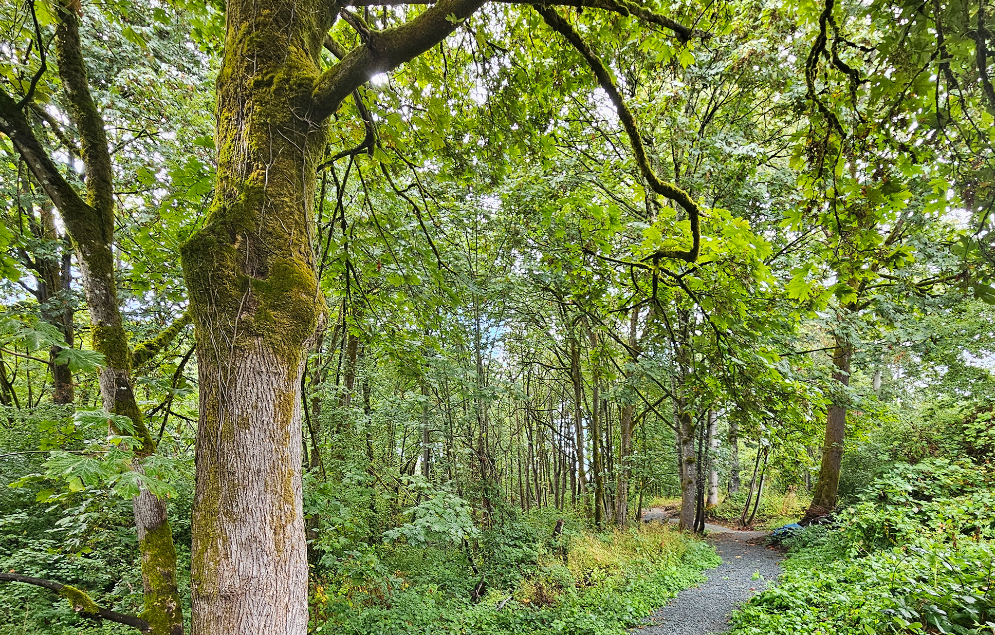 A forest of evergreen and deciduous trees with a gravel walking path