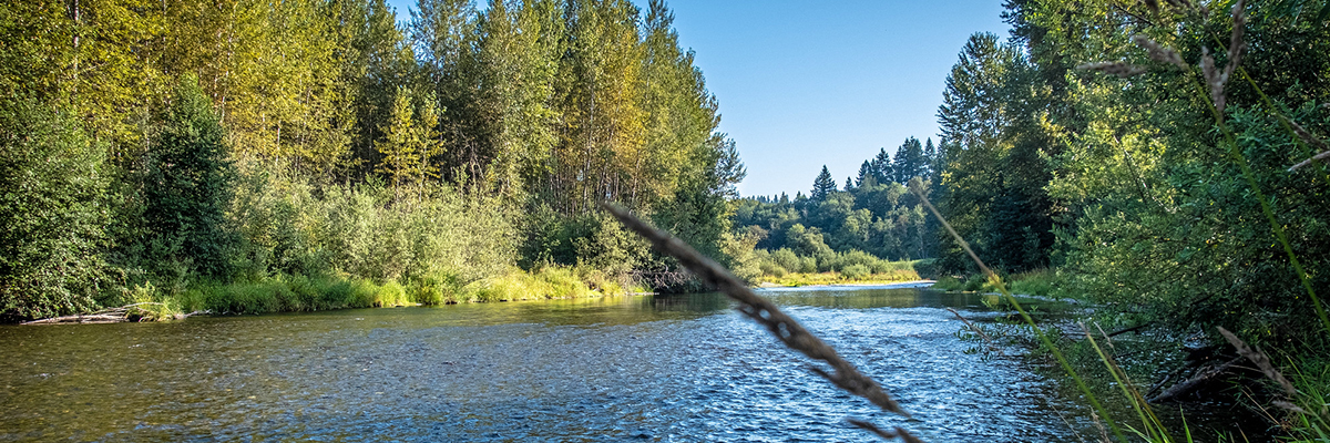 A river with deciduous trees on the river bank