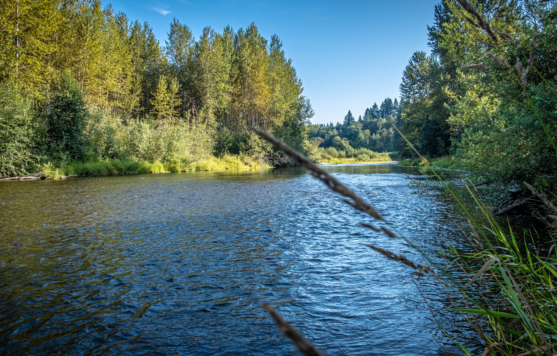 a large river lined with tall grass and deciduous trees.