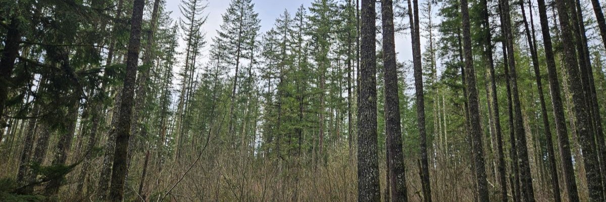 A dense forest of tall trees