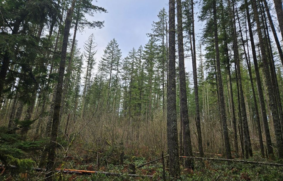 A dense forest of tall trees