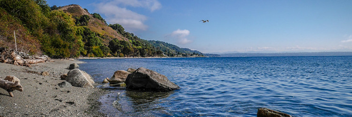 A beach with bluffs in the background and seagulls flying in a clear sky