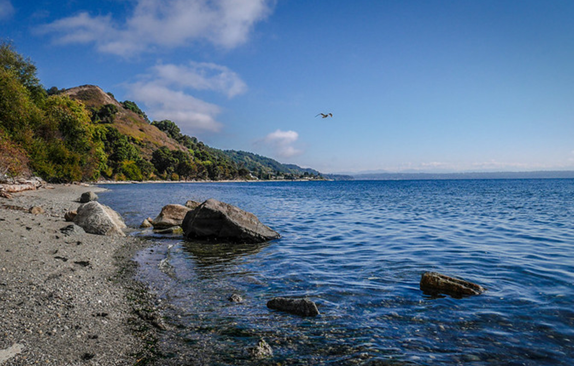 A photo of a beach with a tree-lined bluff in the background